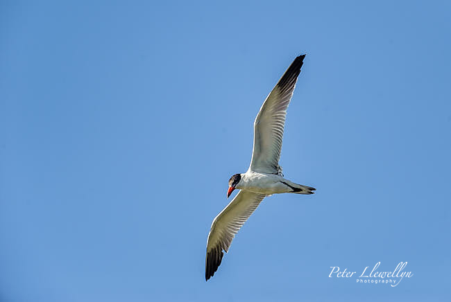Birds in flight - Caspian tern