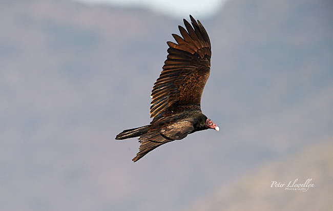 Birds in flight - Turkey vulture