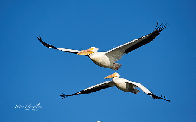 Birds in flight - American White Pelican