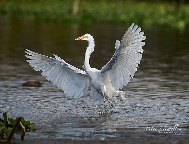 Birds in flight - Great Egret
