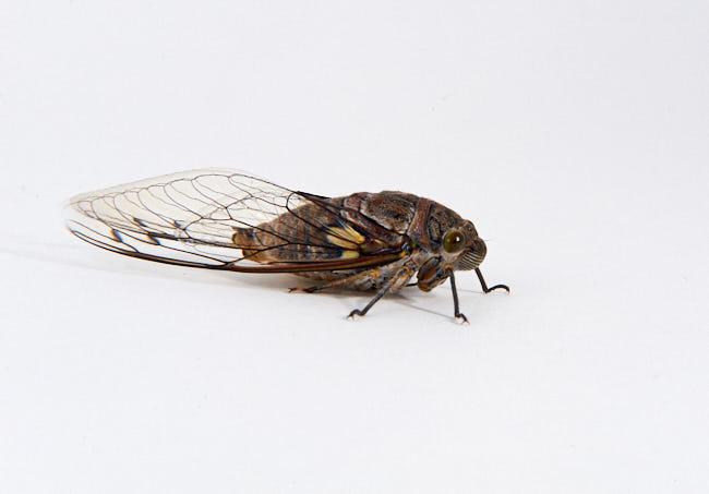 Cicada or Rainbird