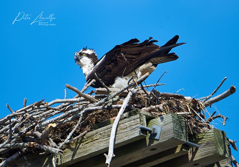 Nova Scotia Wildlife photography