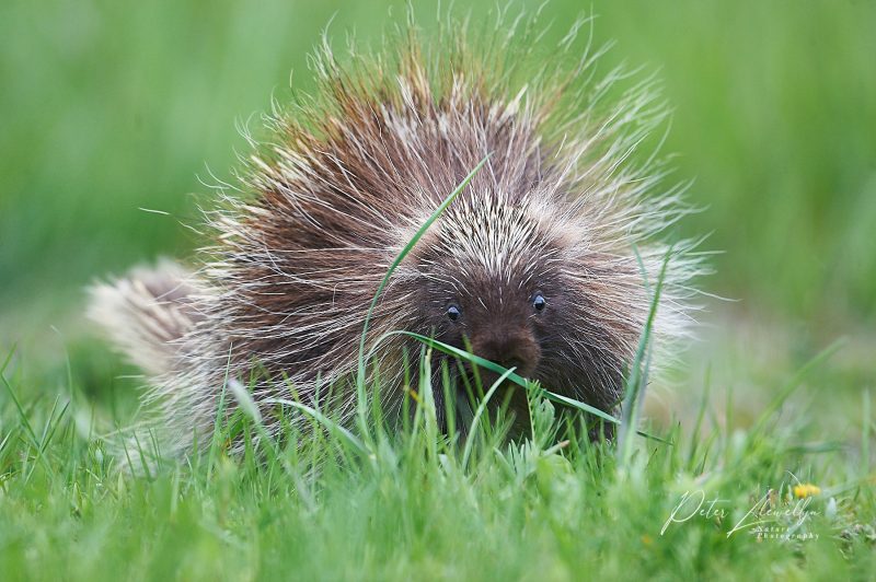 Nova Scotia Wildlife photography