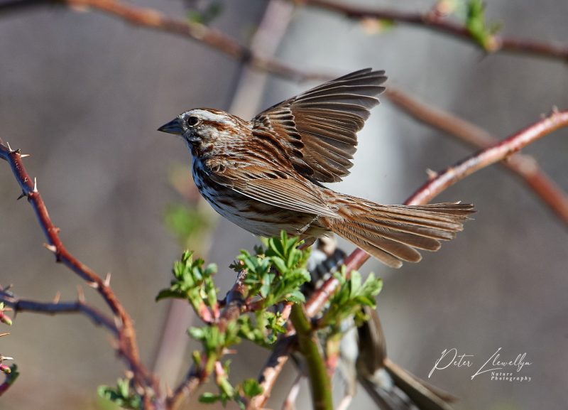 Nova Scotia Wildlife photography