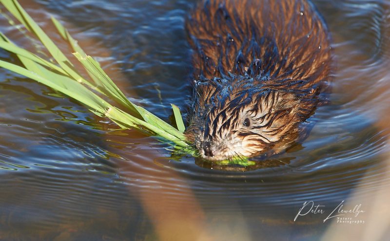 Nova Scotia Wildlife photography